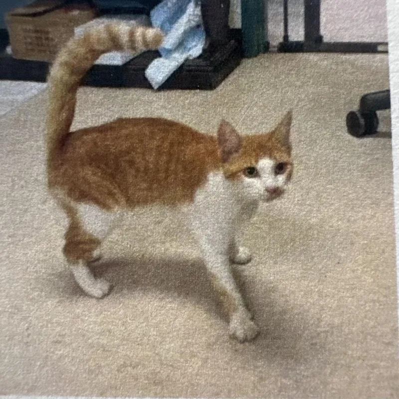 A young small-sized female Domestic Short Hair cat named Ashley for adoption in Lake Jackson, TX