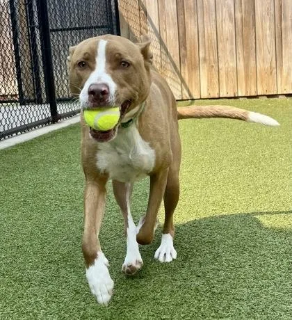 An adult large-sized male Pit Bull Terrier dog named Niffler for adoption in Eugene, OR