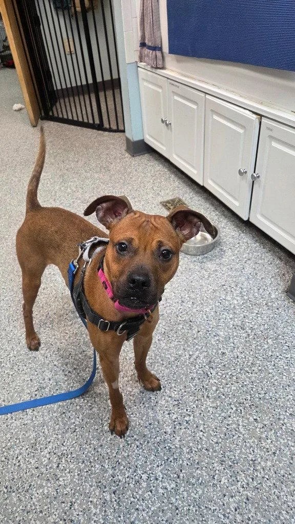 A young medium-sized female Boxer dog named Evie for adoption in Sayreville, NJ