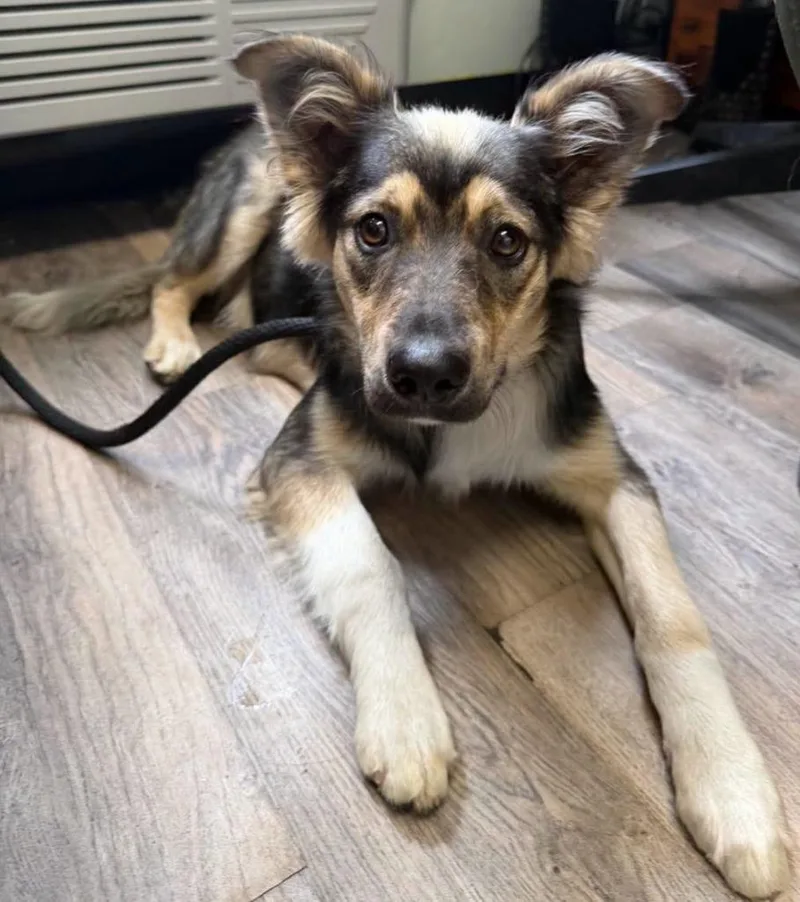 A baby medium-sized male Australian Shepherd dog named Bingo for adoption in Lagrange, IN