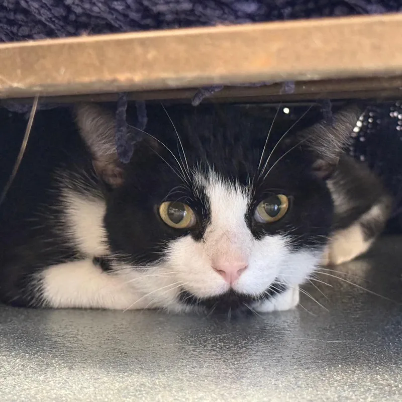 An adult large-sized male Black Domestic Short Hair cat named Michael Jordan for adoption in West Palm Beach, FL