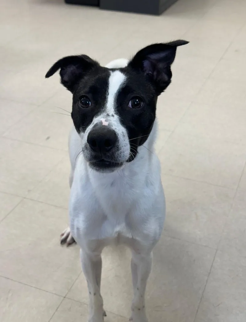 A young medium-sized male Black Jack Russell Terrier dog named Alan for adoption in Clayton, NJ