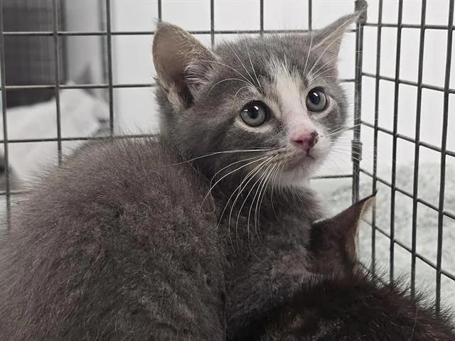 A baby small-sized male Domestic Short Hair cat named Mason for adoption in Fort Lauderdale, FL