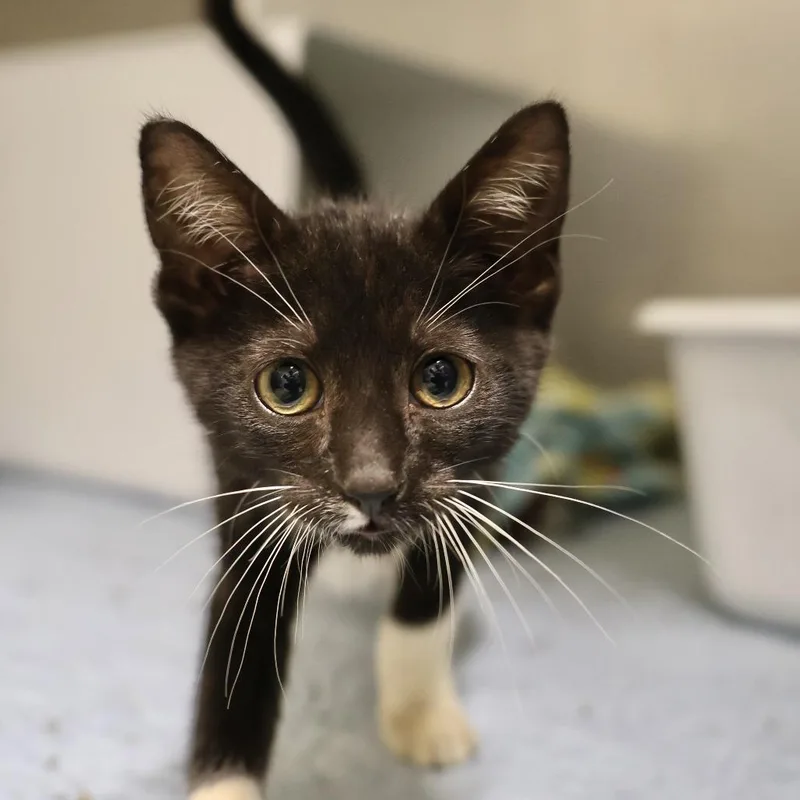 A baby small-sized female Black Domestic Short Hair cat named Casey for adoption in Briarcliff Manor, NY