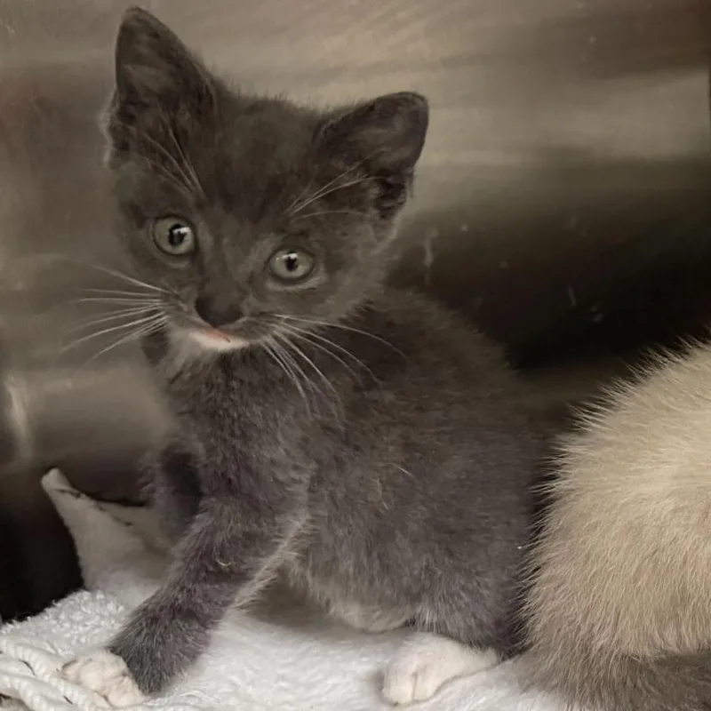 A baby small-sized female Gray / Blue / Silver Domestic Short Hair cat named Bonbon for adoption in Los Angeles, CA