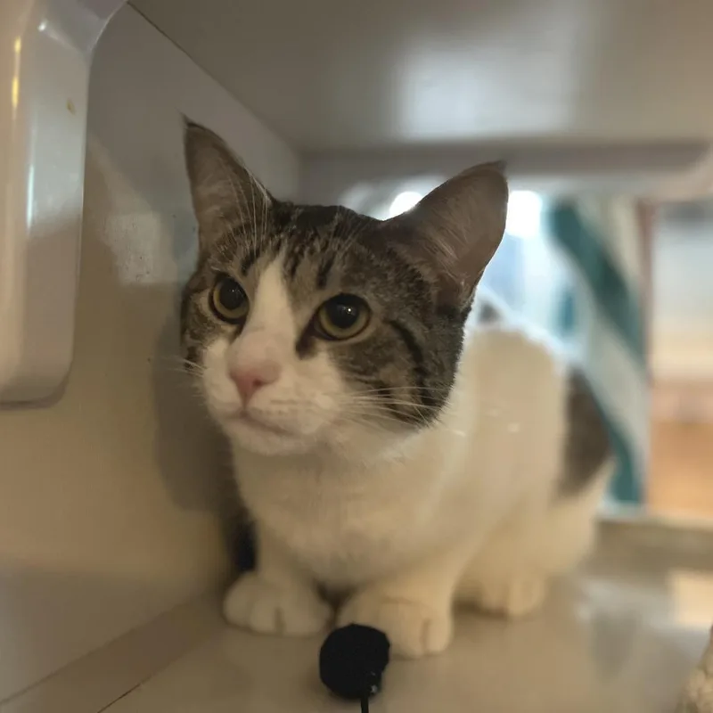An adult medium-sized female White Domestic Short Hair cat named Peggy for adoption in Salisbury, MA