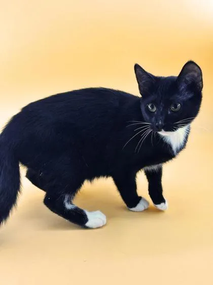 A baby small-sized female Domestic Short Hair cat named Glow fly for adoption in Dahlonega, GA