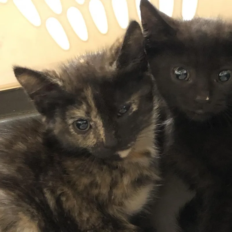 A baby small-sized female Tortoiseshell Domestic Short Hair cat named Tia for adoption in Oak Park, IL