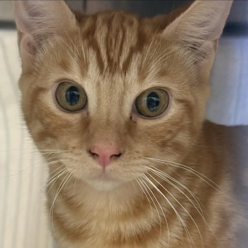 A young medium-sized male Orange / Red Domestic Short Hair cat named Squire for adoption in Fort Bragg, CA