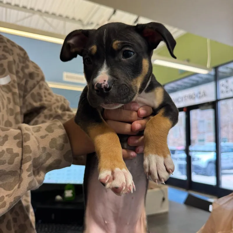 A baby small-sized female Black Mixed Breed dog named Espeon for adoption in Red House, WV
