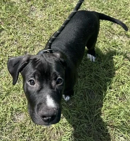 A baby medium-sized male Terrier dog named Earl for adoption in Springfield, GA