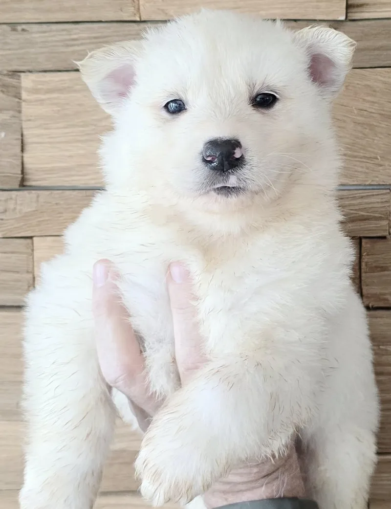 A baby large-sized male White / Cream Great Pyrenees dog named Aran for adoption in Mouth of Wilson, VA