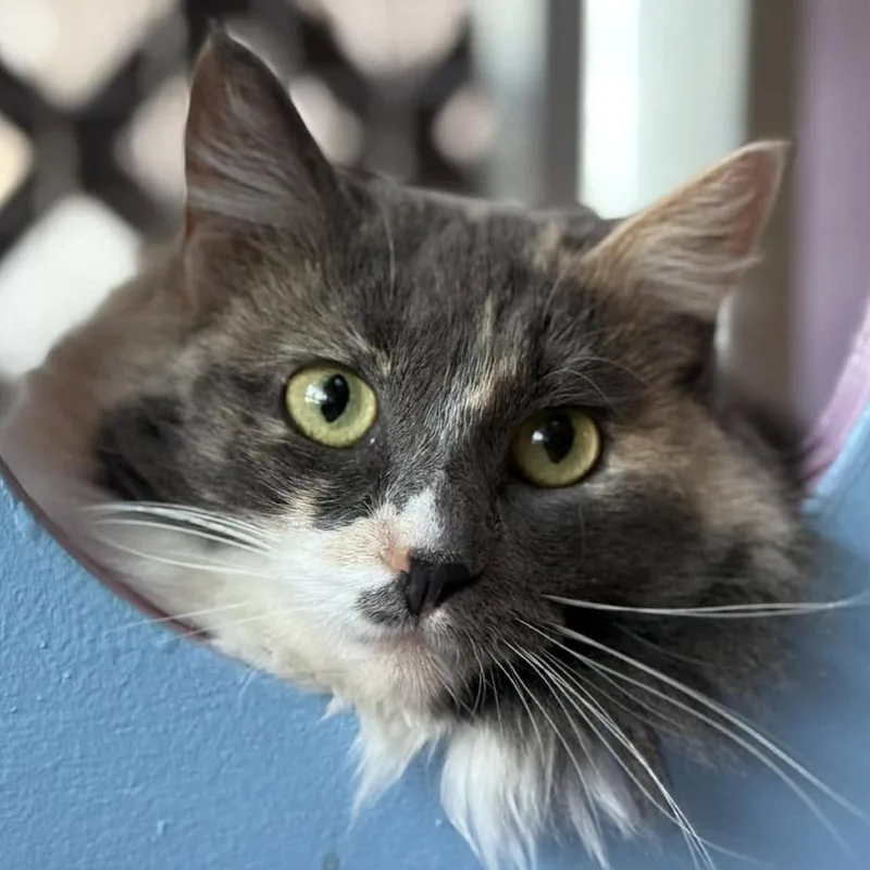 Miss Pronunciation thumbnail 3