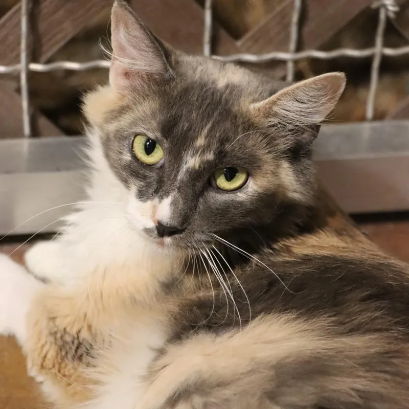 Miss Pronunciation thumbnail 4