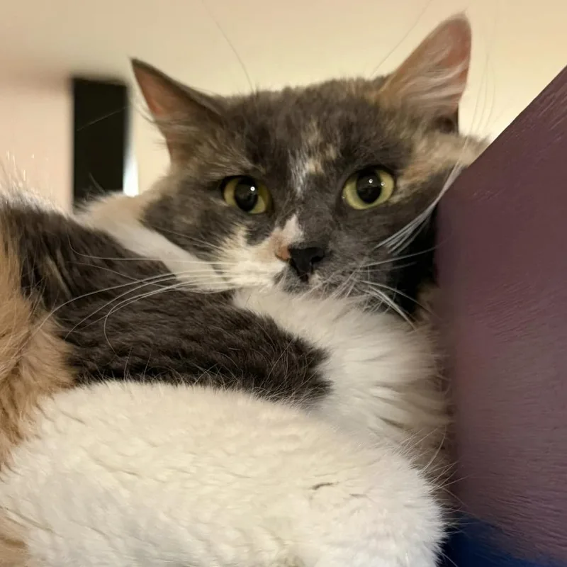 Miss Pronunciation thumbnail 6