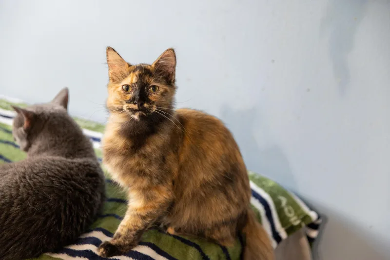 Charlotte thumbnail 2