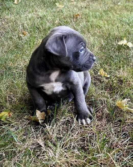 A baby medium-sized male Pit Bull Terrier dog named Chilito for adoption in Amity, OR