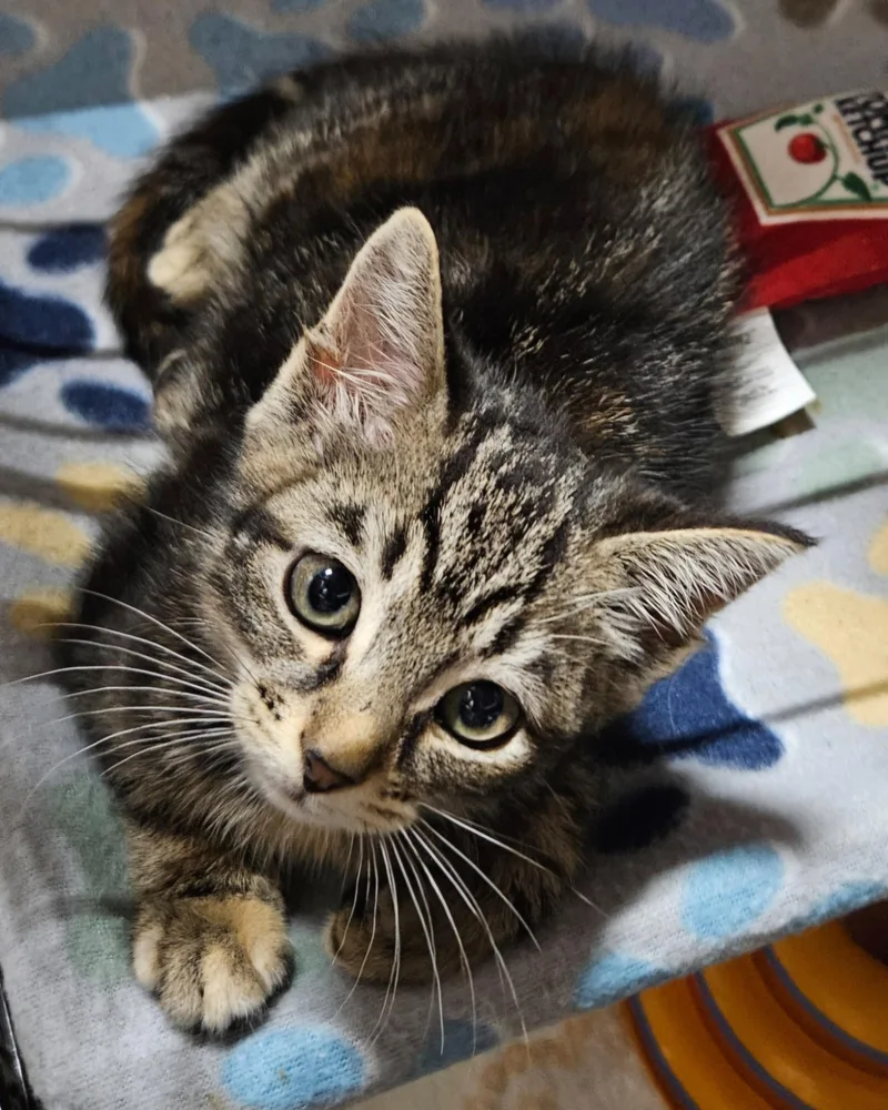 A baby medium-sized female Domestic Short Hair cat named Traveler for adoption in Centerville, GA