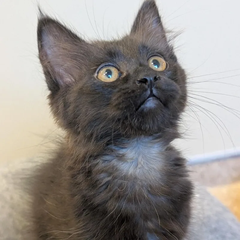 A baby small-sized female Black Domestic Medium Hair cat named Macy for adoption in Sonoma, CA