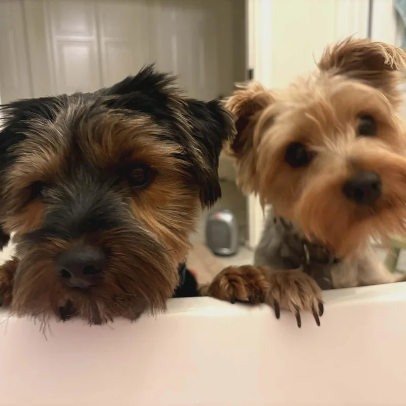 A young small-sized female Bicolor Yorkshire Terrier dog named Mia for adoption in Williston, VT