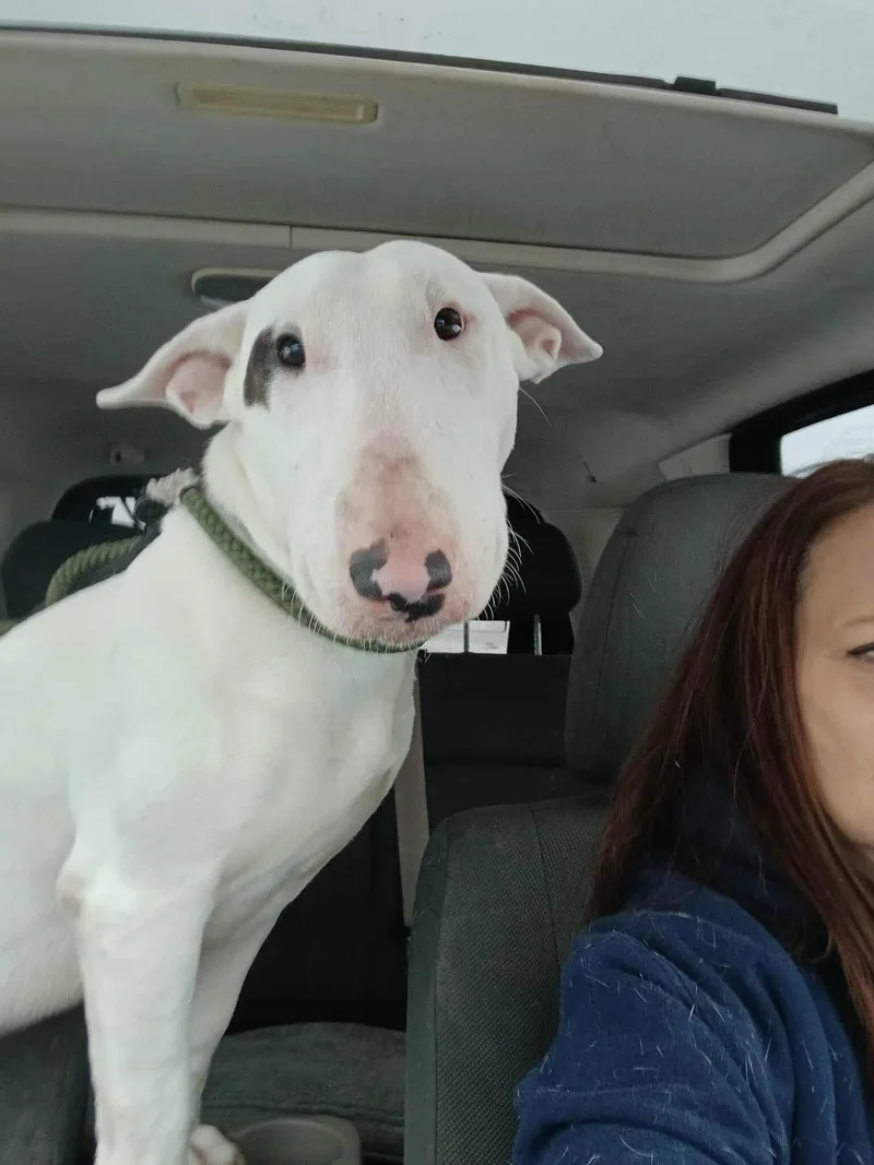 An adult large-sized female Bull Terrier dog named Betty Goblin for adoption in New York, NY