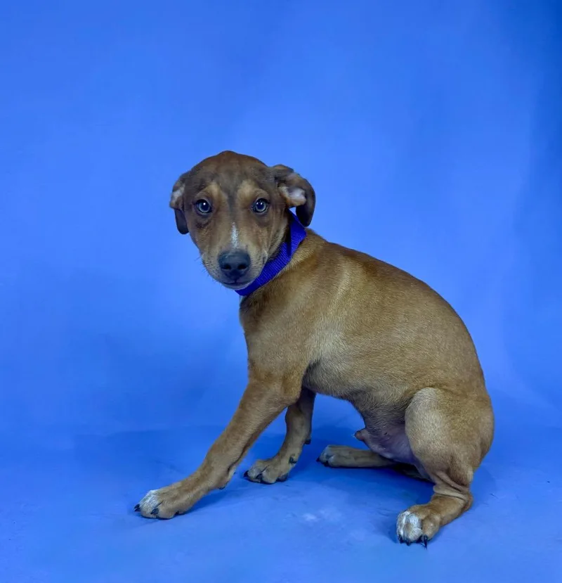 A young medium-sized male Red / Chestnut / Orange Miniature Pinscher dog named Kennedy for adoption in Alvin, TX