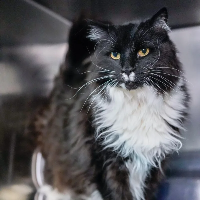 A senior large-sized male Black Domestic Long Hair cat named Andy for adoption in Thomaston, ME