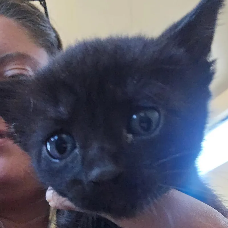 A baby small-sized female Black Domestic Short Hair cat named Fartz for adoption in Klamath Falls, OR