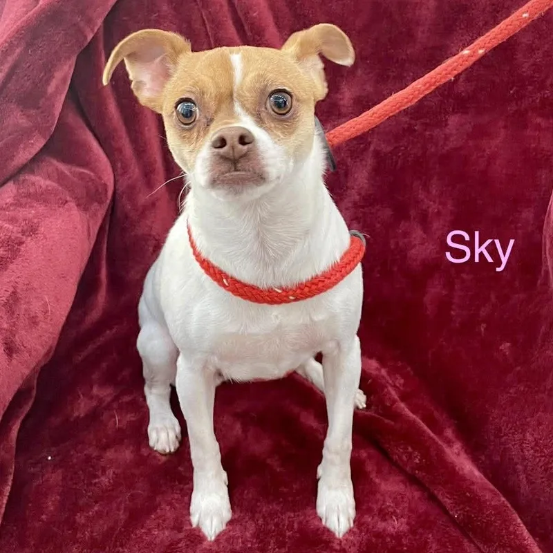 An adult small-sized female White / Cream Chihuahua dog named Sky for adoption in Madisonville, LA
