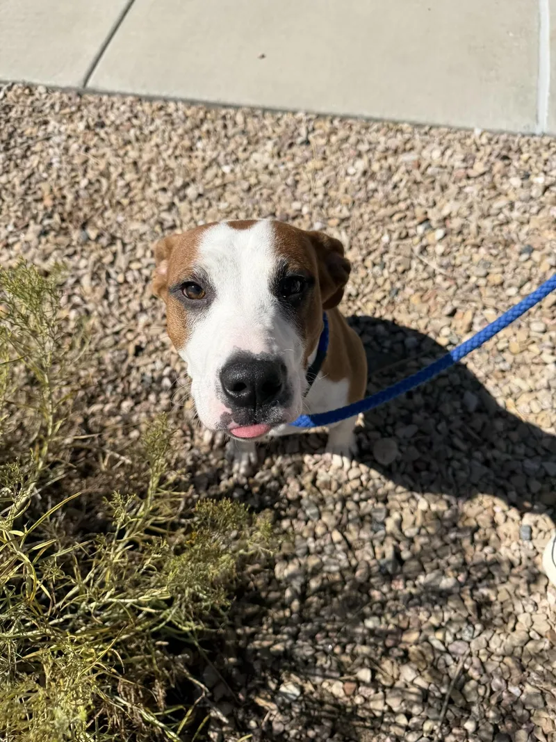 A young medium-sized male Pit Bull Terrier dog named Marcus for adoption in Grand Junction, CO