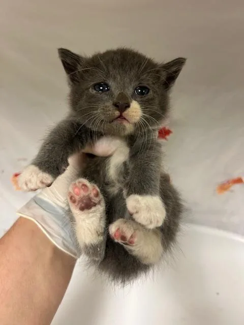 A young small-sized female Domestic Short Hair cat named Solstice for adoption in Riverside, CA