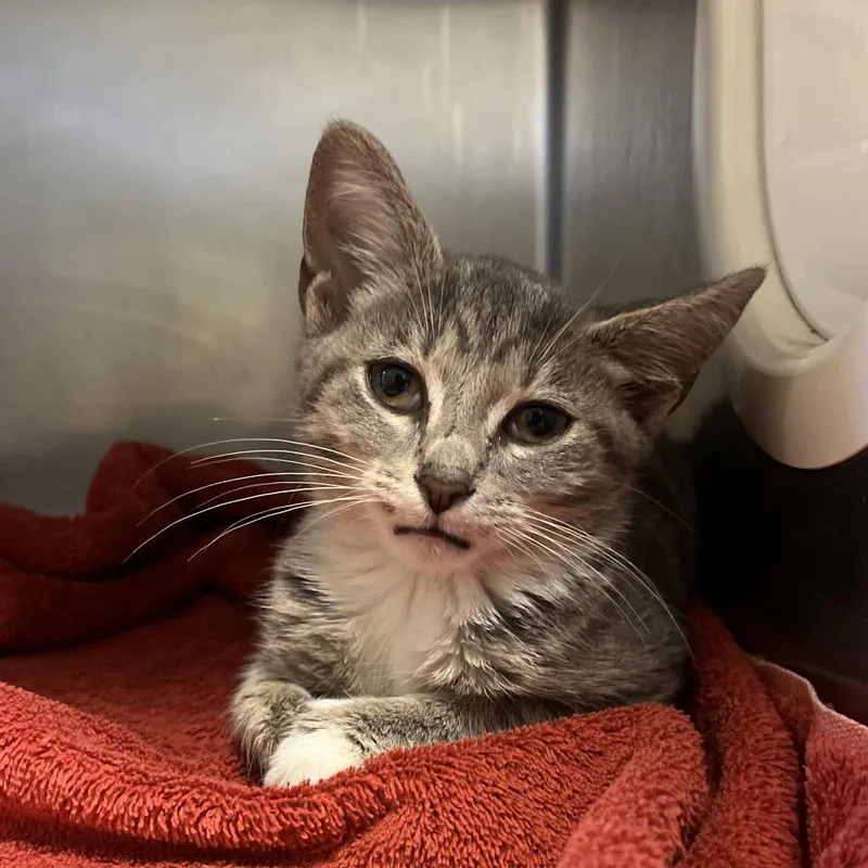 A baby small-sized female Gray / Blue / Silver Domestic Short Hair cat named Narita for adoption in Bristol, IN