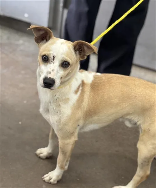 An adult small-sized male Mixed Breed dog named Bow for adoption in Dallas, TX