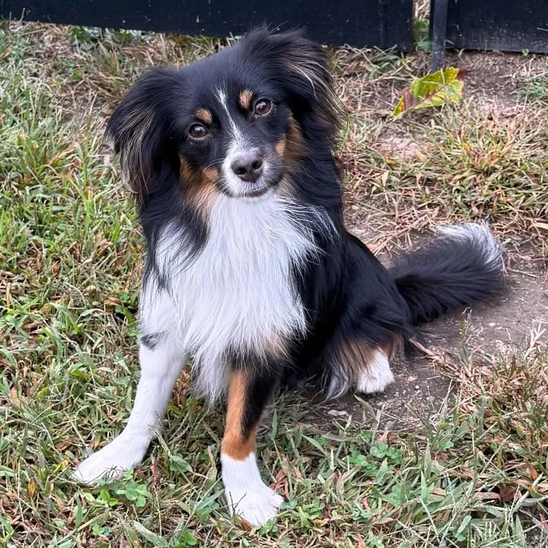 A baby small-sized male Australian Shepherd dog named Finn for adoption in Cherry Hill, NJ