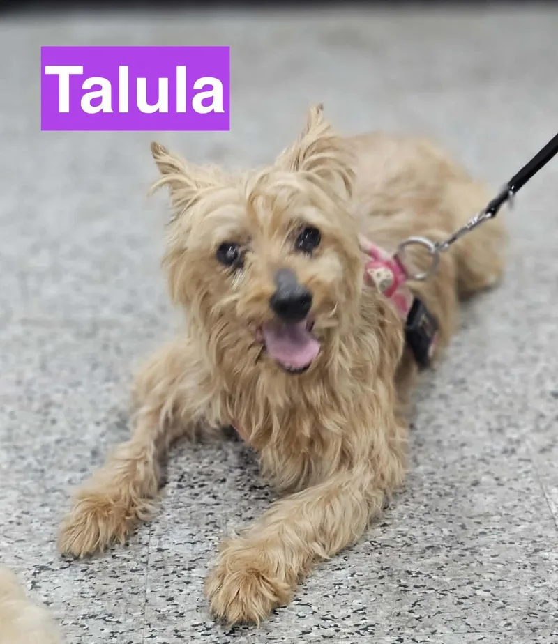 A senior small-sized female Red / Chestnut / Orange Terrier dog named Talula for adoption in Charlotte, NC