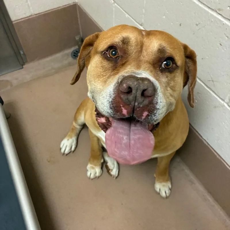 A senior large-sized male Brown / Chocolate Bullmastiff dog named Knight for adoption in Reno, NV
