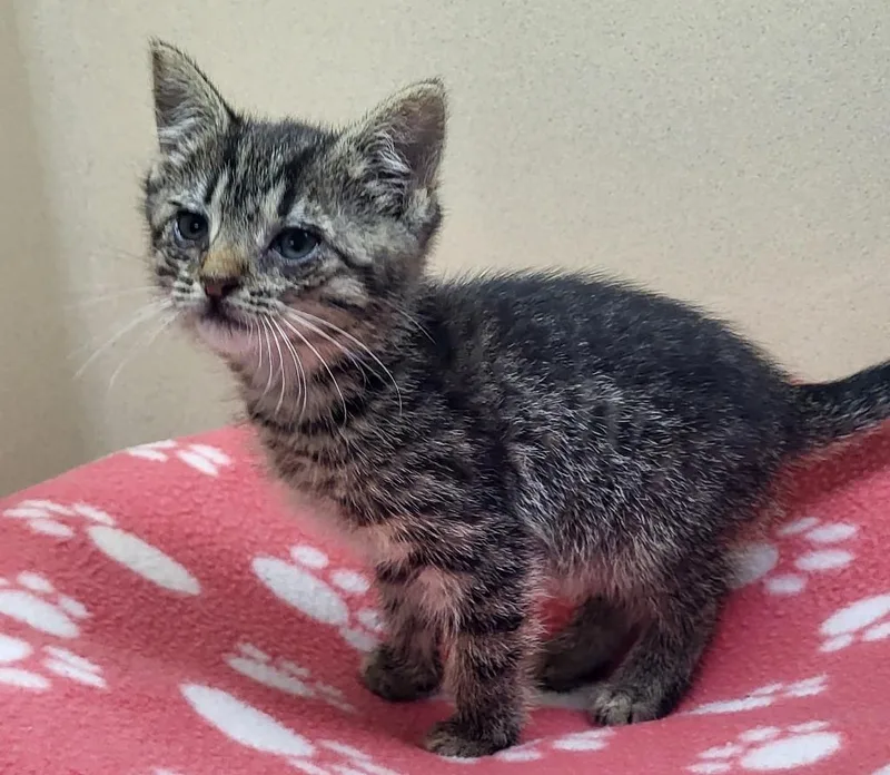 A baby small-sized female Domestic Short Hair cat named Dolly for adoption in Washington Court House, OH