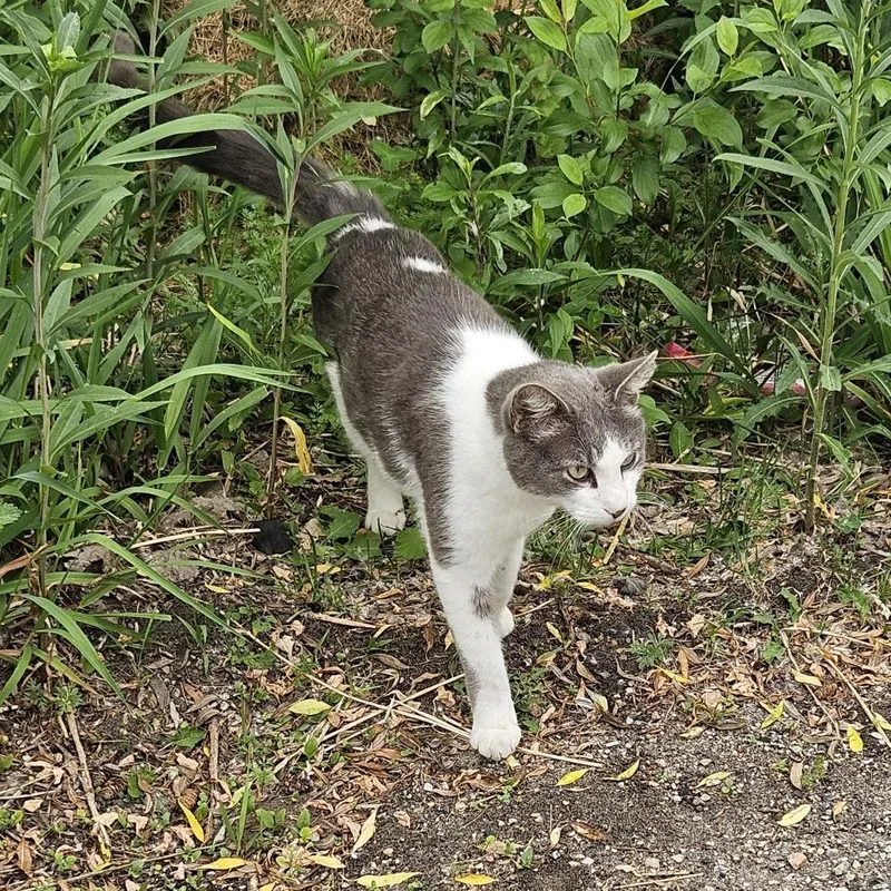 A baby small-sized male Gray / Blue / Silver Domestic Short Hair cat named Found Se Rochester for adoption in Rochester, MN