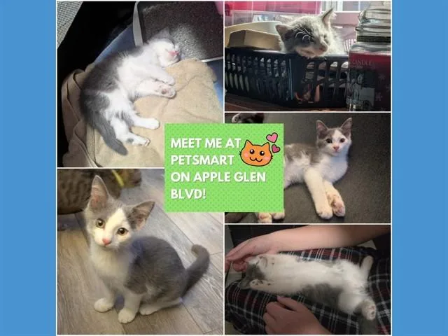 A baby small-sized male Domestic Short Hair cat named Sleepy for adoption in Fort Wayne, IN