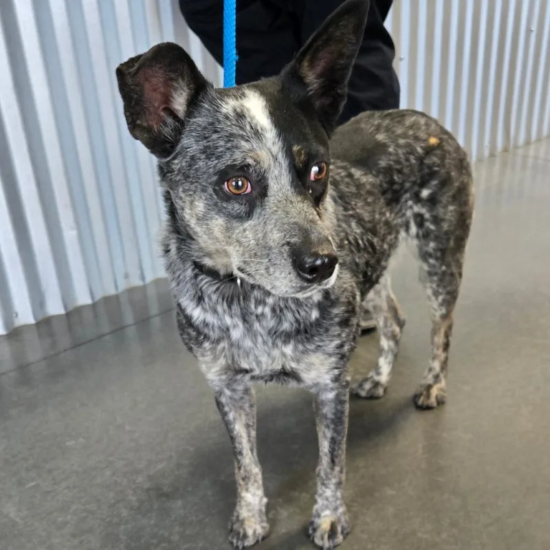 A young medium-sized female Australian Cattle Dog / Blue Heeler dog named BCStray for adoption in Idaho Falls, ID