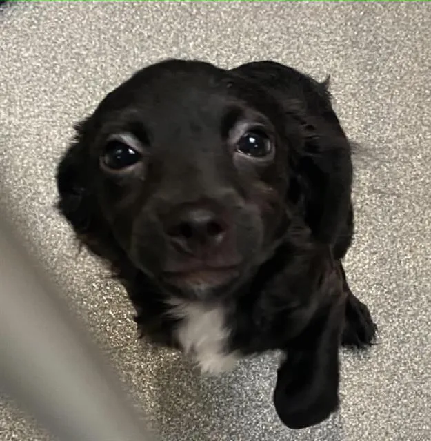 A baby small-sized male Dachshund dog named Roman for adoption in Tustin, CA