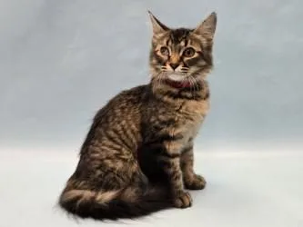 A baby small-sized female Domestic Medium Hair cat named Turkey Trot for adoption in Golden Valley, MN