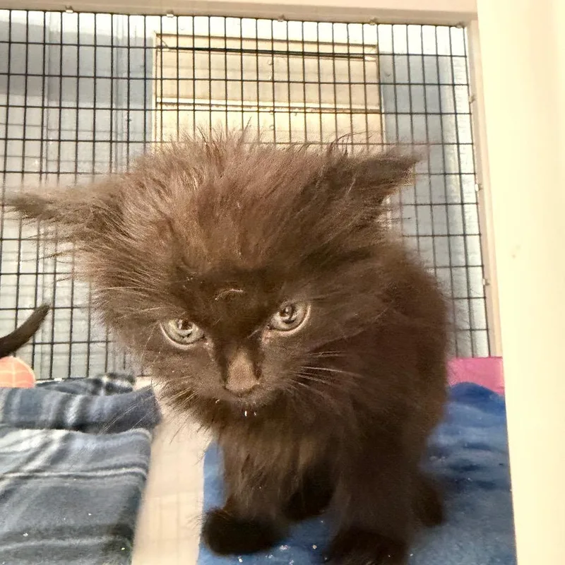 A baby small-sized male Black Domestic Long Hair cat named Rock for adoption in Ruckersville, VA