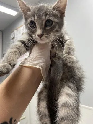 A baby small-sized female Domestic Short Hair cat named Dora for adoption in West Chester, PA