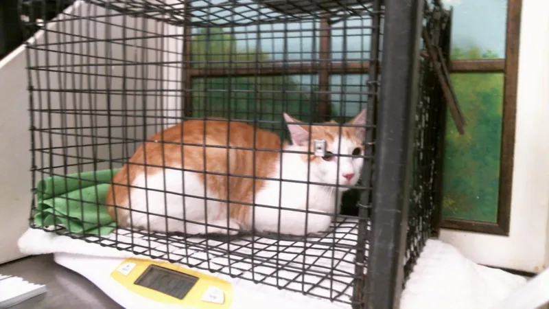 A young small-sized male Domestic Short Hair cat named A for adoption in Houston, TX