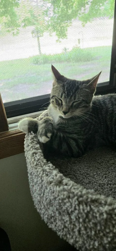 A baby small-sized male Domestic Short Hair cat named Juicer for adoption in Minneapolis, MN