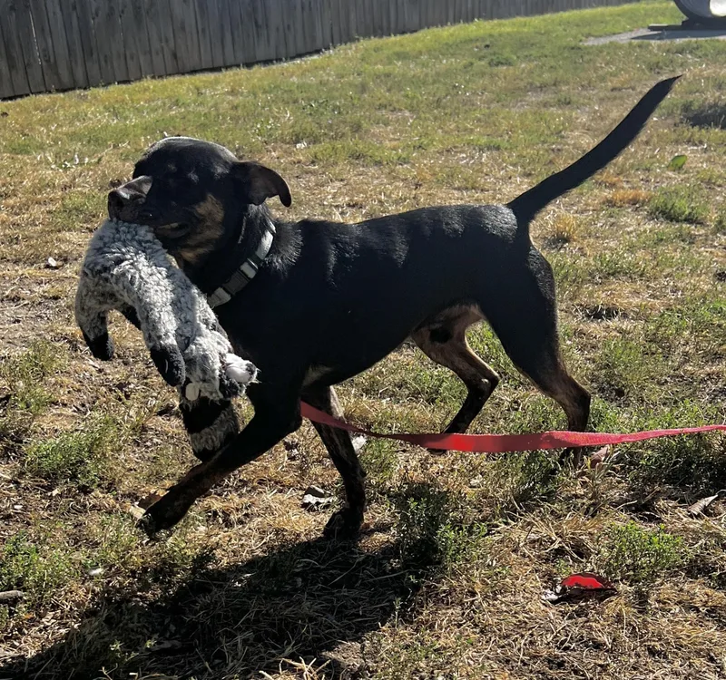A young small-sized male Bicolor Labrador Retriever dog named Spike for adoption in Lexington, KY