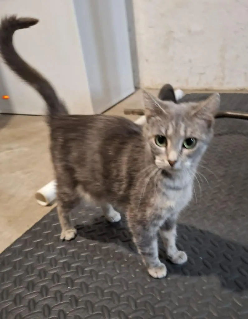 A young small-sized female Domestic Short Hair cat named Hae Hae for adoption in Urbandale, IA
