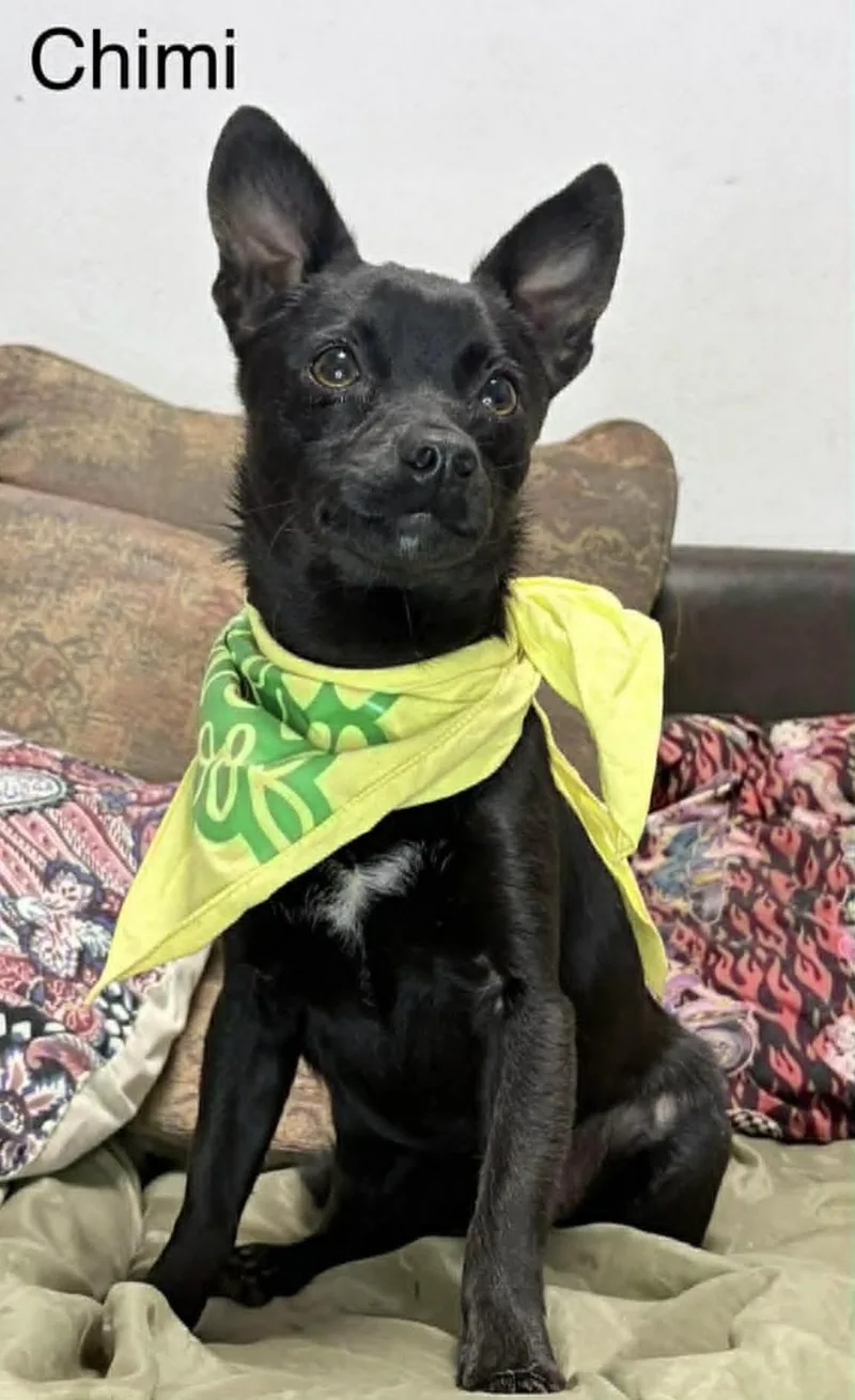 A young small-sized male Chihuahua dog named Chimi for adoption in Allen, TX