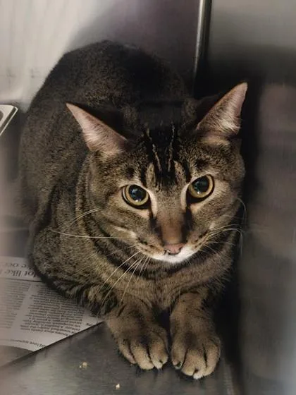 An adult medium-sized male Buff / Tan / Fawn Domestic Short Hair cat named Jupiter for adoption in Wichita, KS